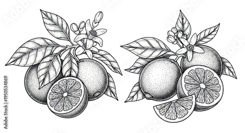 Hand Drawn Orange Citrus Fruit with Leaves and Blossoms Sketch