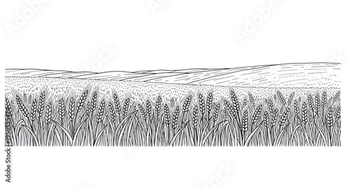 Wheat Field Landscape Drawing - Rural Agriculture Harvest Scene