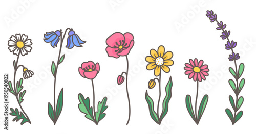 Wildflowers vector collection, hand drawn meadow flowers set, colorful botanical clip art, daisy, poppy, lavender and bluebells illustrations.