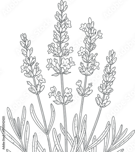 Detailed black and white line art illustration of a cluster of delicate lavender flower spikes blooming beautifully above narrow foliage