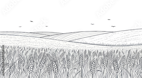 Wheat field illustration with rolling hills and flying birds, hand-drawn sketch