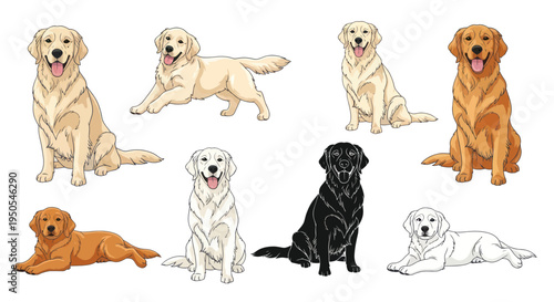 Diverse Golden Retriever Poses and Colors