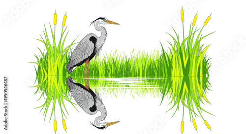 Grey Heron Standing by Water with Reflection and Cattails, Nature Scene