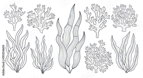 Hand-drawn Seaweed Collection: Diverse Underwater Plants Illustration