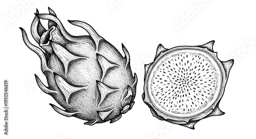 Hand-drawn Sketch of Dragon Fruit (Pitaya) Whole and Sliced on White Background