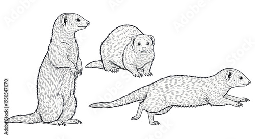 Three Mongoose Poses: Standing, Sitting, Running - Black and White Line Art