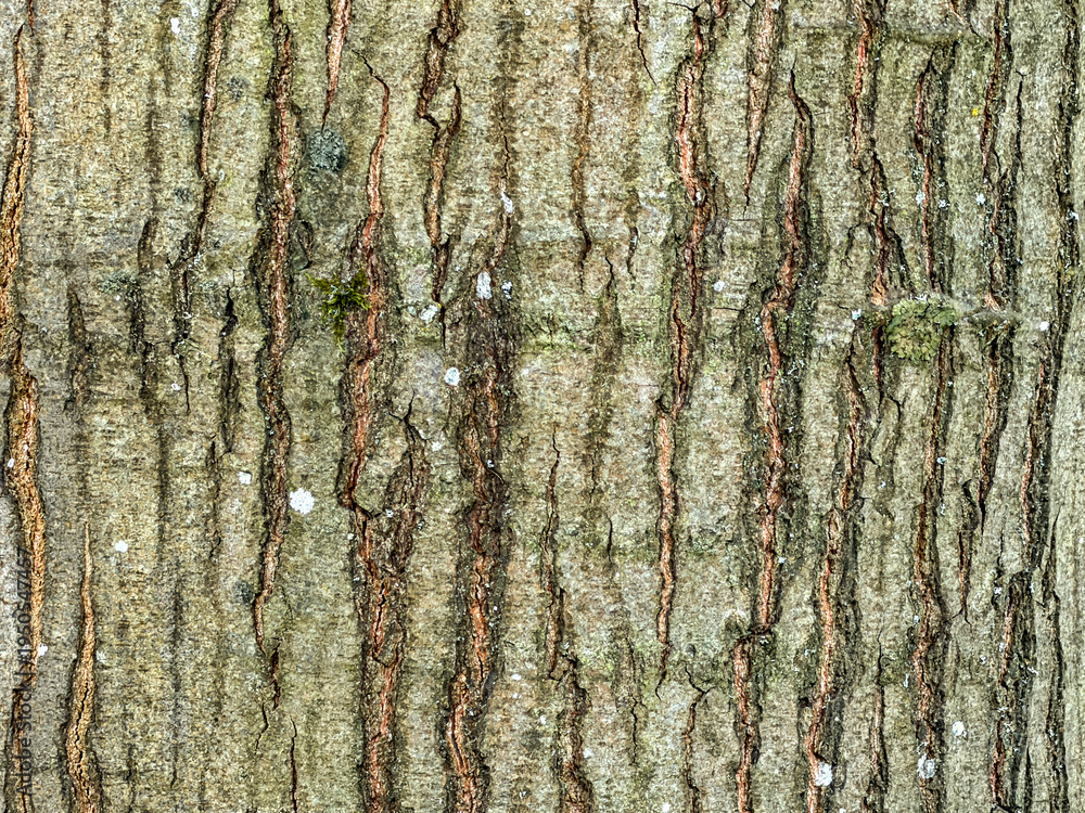Fototapeta premium Tree bark showing moss, lichen, and natural rough wood texture