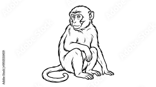 Monkey Sitting Alone Looking Curious Outdoors.