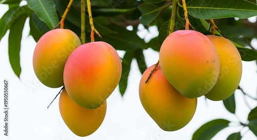 Ripe Mangoes Hanging from Tree Branches.
