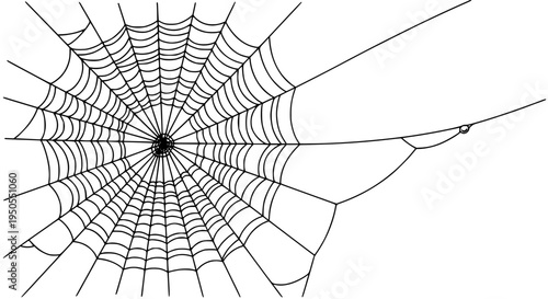 Spider web with intricate design and threads on white background illustration featuring spiderweb, cobweb, graphic with
