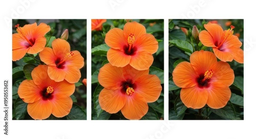 Beautiful orange hibiscus flowers in full bloom