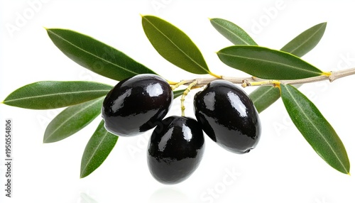 Premium close up of a fresh bunch of flavorful ripened black olives with vibrant foliage isolated