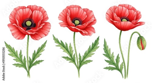 Beautiful red poppy flowers with green leaves
