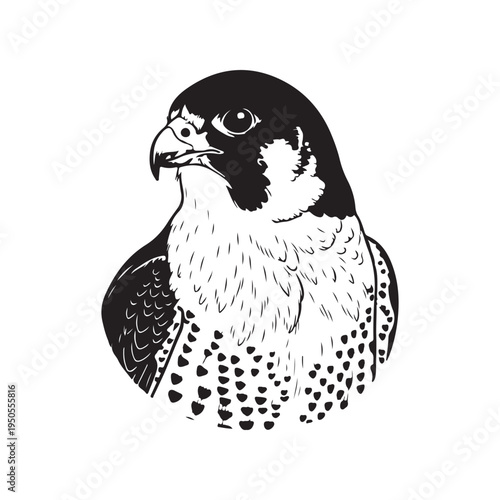 A close-up of two birds of prey