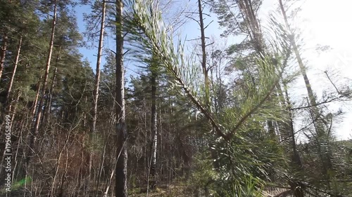 Pine branches flutter in the wind in the forest