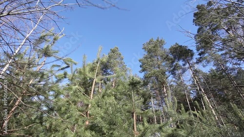 Pine branches flutter in the wind in the forest