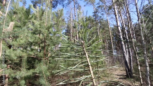Pine branches flutter in the wind in the forest