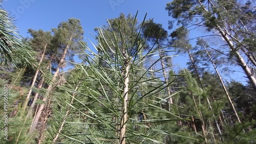 Pine branches flutter in the wind in the forest