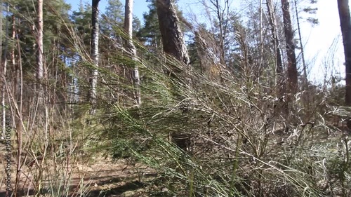 Pine branches flutter in the wind in the forest