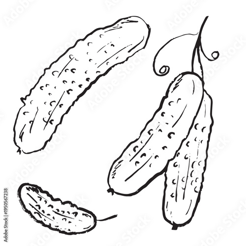 Cucumber set with leaves, flower, slices in black brush stroke texture isolated on white. Hand drawn vector sketch illustration in vintage charcoal ink. Fresh vegetable, market, farm logo