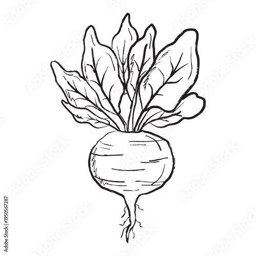 Beet root vegetable with leaves whole in black brush stroke texture isolated on white. Hand drawn vector sketch illustration in vintage charcoal ink. Soup ingredient, farm
