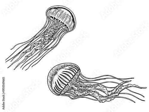 Deep Sea Jellyfish Floating Engraving Illustration