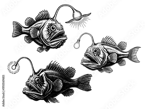 Anglerfish Luring Prey Engraving Illustration