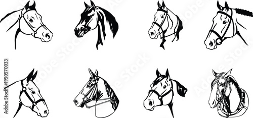 Horse head sketch illustration set for equestrian design. Hand drawn animal portraits create elegant elements for ranch branding, farm graphics, and nature themed artwork. Minimal monochrome line 