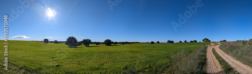 Wide green field with trees and a dirt road under a clear blue sky in the afternoon light near a small rural area