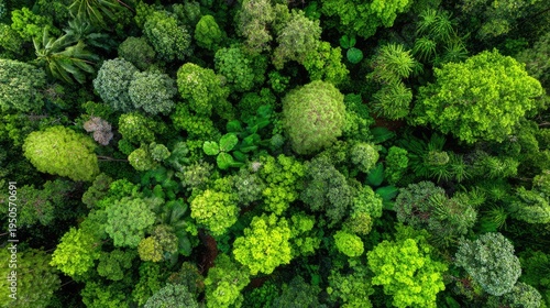 Dense canopy layer displays rich variation in vibrant shades of green foliage from an overhead perspective