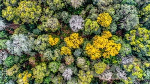 Overhead aerial view reveals dense woodland canopy featuring trees with vibrant yellow, light green, and pale foliage