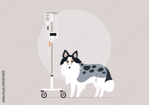 A Sheltie stands calmly beside a veterinary medical dropper, ready to receive treatment, capturing a quiet moment of care and trust in a bright clinic setting
