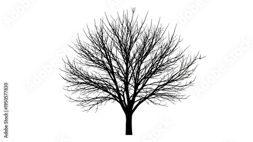 Bare Tree Silhouette Isolated.