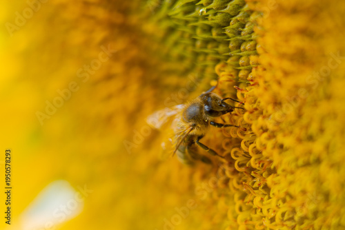 Fotografía Le précieux pollen 1