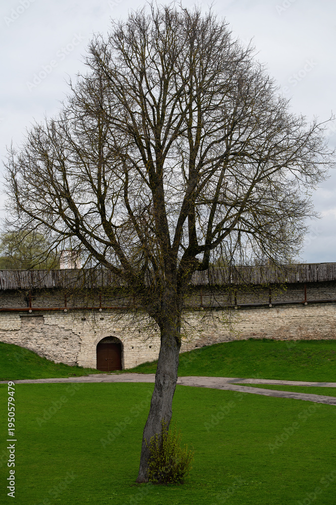 Obraz premium Lonely tree near the wall of Pskov Krom (Kremlin). Pskov, Russia