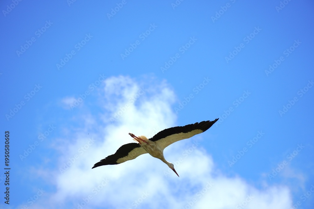 Fototapeta premium Image of a stork flying in the sky, summer nature background.