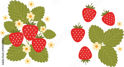 Strawberry plant elements. Fresh berries with leaves and small flowers. Botanical garden fruit illustration set for packaging, organic food branding, farm market design.