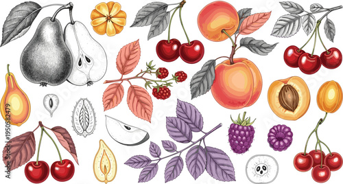 Vintage fruit botanical set. Pear, peach, cherry and berry engraved illustrations with leaves and slices. Retro hand drawn orchard fruit collection for packaging.