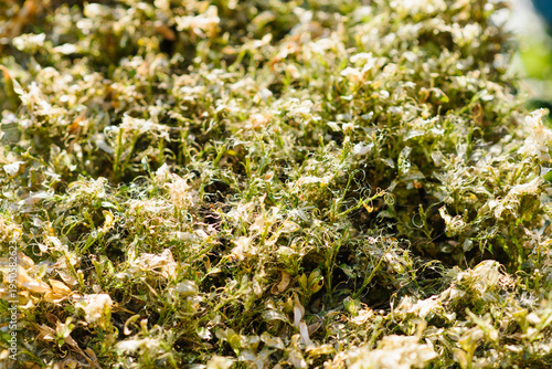 Detailed View of Boxwood Branches Eaten by Caterpillar
