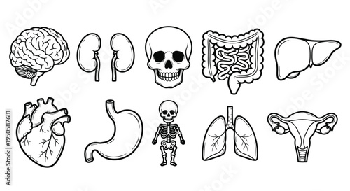 Human anatomy internal organs and skeleton line art icons