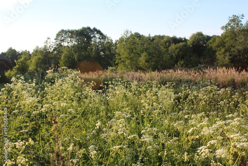cows in the field