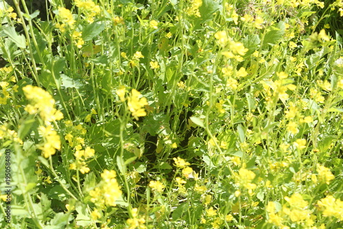yellow flowers in the grass
