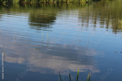 reflection of trees in water