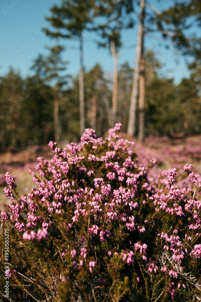 Obraz premium Blooming winter heath flowers Erica carnea covering a mountain meadow in Divcibare Serbia. Pink alpine heath plants growing in wild Balkan spring forest landscape.