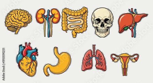 Human internal organ collection with digestive and respiratory systems