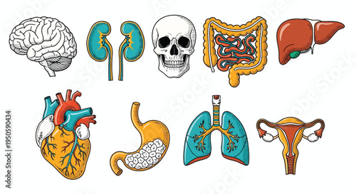 Illustrated human internal organs set with brain heart and lungs