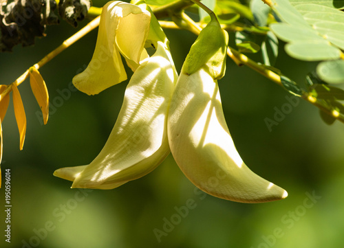 Kathurumurunga Flower Close-Up on Tree Branch
