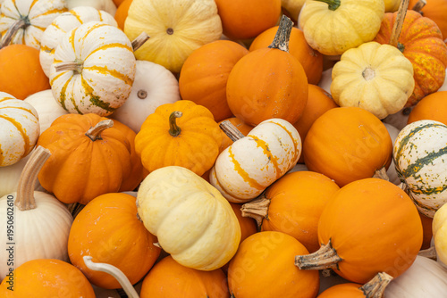 Gourds and Pumpkins for sale at Farmer's Market in rural Lancaster County, Pennsylvania. 