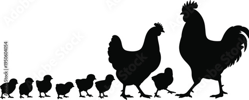 Black silhouette of a rooster and hen with a line of chicks walking in single file across a white background