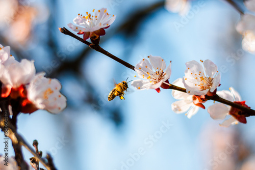 Tableau sur toile A bee is flying to a blossom on a tree